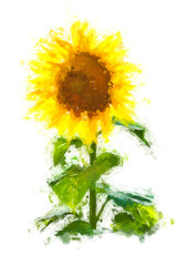 Painting illustration of sunflower isolated in white background