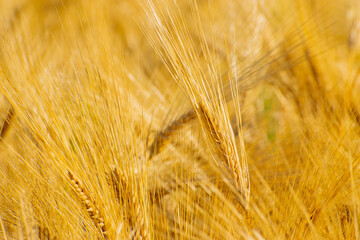 ear of wheat close-up. Wheat field. Harvest