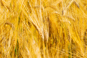 ear of wheat close-up. Wheat field. Harvest period