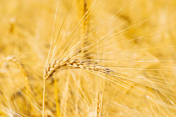 Fototapeta premium ear of wheat close-up.