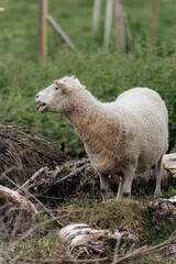 Naklejka premium Vertical shot of sheep grazing in a field in the daylight with a blurry background