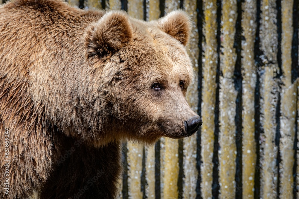 Wall mural Selective focus shot of a majestic brown bear near a wooden fence