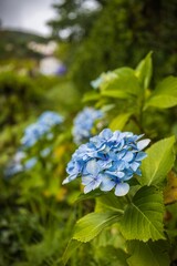 Closeup of  a French hydrangea in a lush green with a blurry background in Madeira Island, Funchal