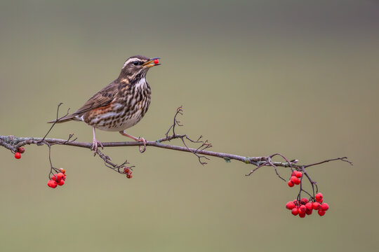 Redwing perched eating red berries