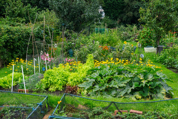 A view over the allotment in August.
