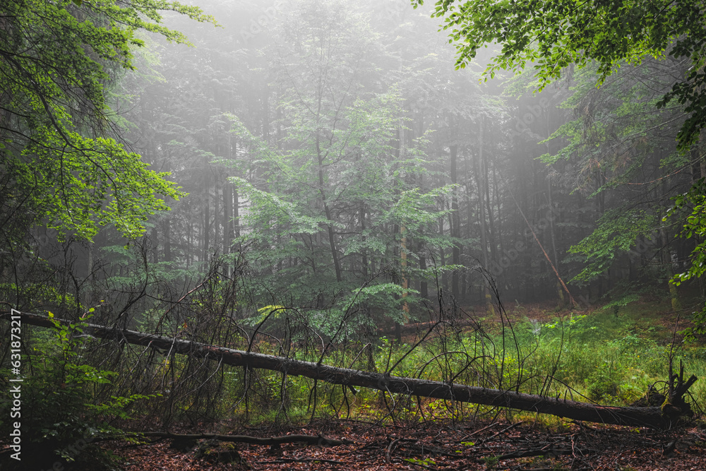 Wall mural Mysterious misty autumn forest