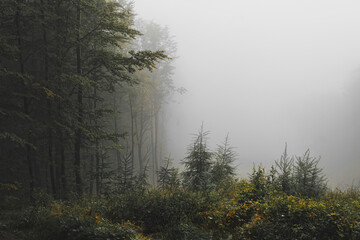 Mysterious misty autumn forest