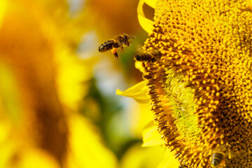 Honey bee collecting pollen at yellow flower. close up