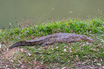 Nile crocodile in madagascar forest on green grass