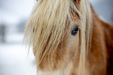 portrait of a horse in winter landscape