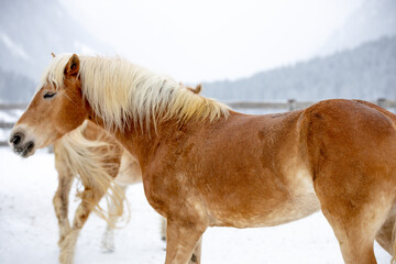 wild horses playing in the mountains in the snow