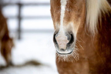 portrait of a horse in wonderfull winterwonderland