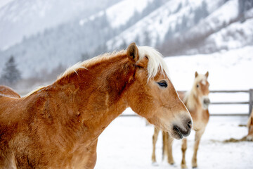 2 beautiful wild horses in the mountains in the snow