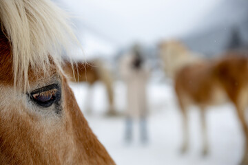 eyes oft the pony in the winterwonderland