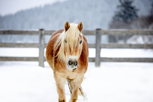 beautiful wild horse in the mountains in the snow
