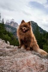 Dolomiten ,berge Italien Sonnenstern ,wolken ,Sonne, Tal ,S&uuml;dtirol, Alpin , Sonnenaufgang ,Zwergspitz , Pomeranian Spitz,Hund