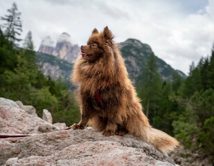 Dolomiten ,berge Italien Sonnenstern ,wolken ,Sonne, Tal ,S&uuml;dtirol, Alpin , Sonnenaufgang ,Zwergspitz , Pomeranian Spitz,Hund