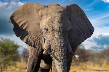 Fototapeta na wymiar Elephant in ethosa national park, Namibia