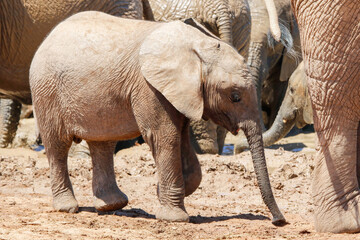 Elephant in ethosa national park, Namibia
