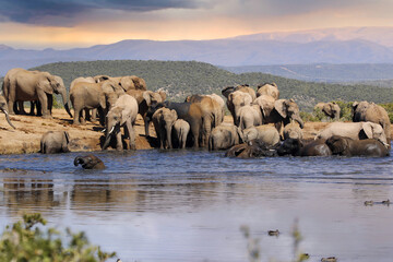 Naklejka na ściany i meble Elephants in addo National Park, South Africa