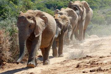 Elephants in addo National Park, South Africa - Powered by Adobe
