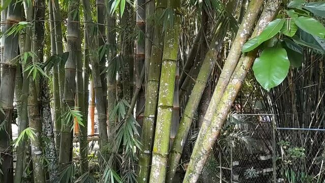 Green bamboo shaking in the wind. Wind shaking bamboo forest natural environment.