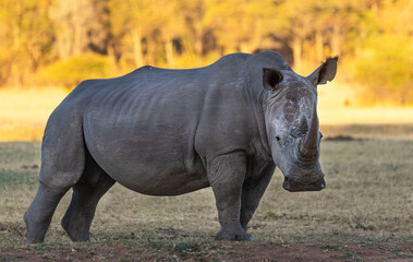 White Rhino with Sunny Background