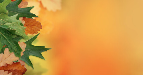 Warm autumn season minimal background with realistic leaves on orange and yellow colors blurred background. Copy space. Space for text. Banner. Natural background or sale banner concept