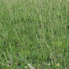 Grass on the meadow in a tropical country during the summer season under the hot sun.