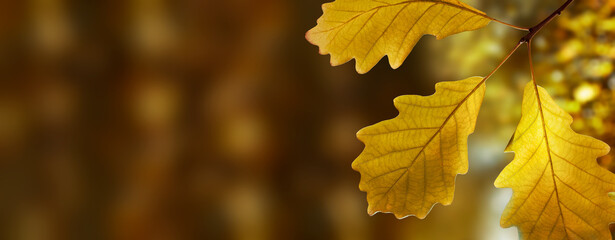 Obraz premium Autumn landscape with yellow oak branch leaves on brown and orange colors blurred background. Thanksgiving day. Copy space. Space for text. Banner or header. Natural autumn banner background