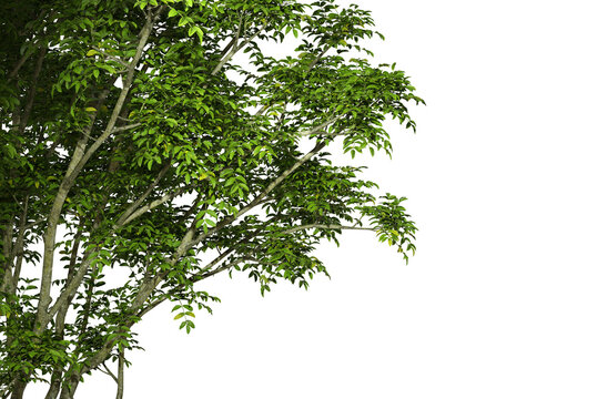 Isolate greenery tree leaves branches realistic on transparent backgrounds 3d render png