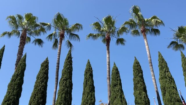 Beautiful tall palm trees blowing against a blue sky