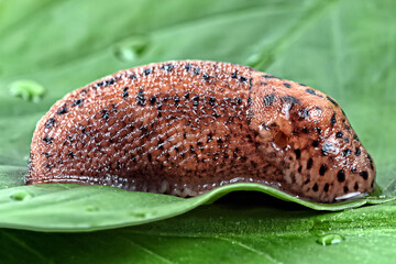 Snail on a leaf