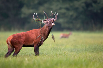 Red deer bellow in the wild.