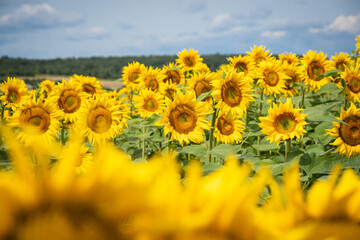 Beautiful sunflower on a sunny day. Field of blooming sunflowers