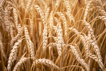 Field of wheat in a summer day. Background of ripening ears of wheat