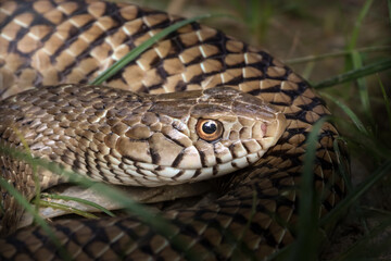 Indian rat snake portrait