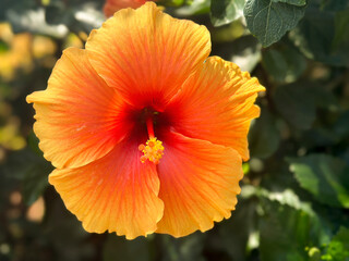 Hibiscus Rosa flowers are orange and bloom in the garden