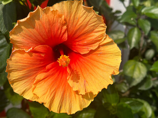 Hibiscus Rosa flowers are orange and bloom in the garden