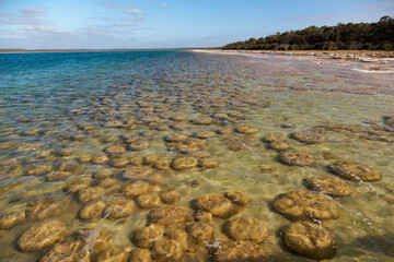 Thrombolites - clotted accretionary structures formed in shallow water by the trapping, binding,...