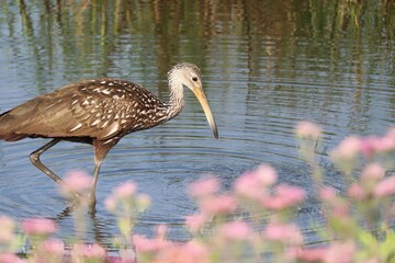 Limpkin Wading near Pink Blossoms Circle B Bar Reserve Lakeland FL