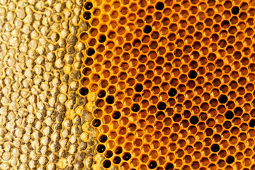 Beekeeping or apiculture, care of the bees, working hand on honey, apiary (also bee yard) with beehives and working beekeepers in australian outback, honey bee on the honeycomb or flying home