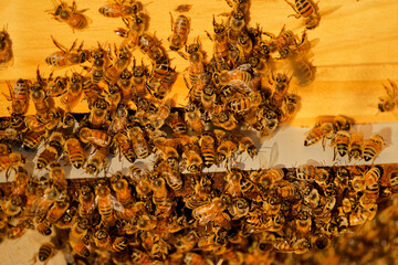 Beekeeping or apiculture, care of the bees, working hand on honey, apiary (also bee yard) with beehives and working beekeepers in australian outback, honey bee on the honeycomb or flying home