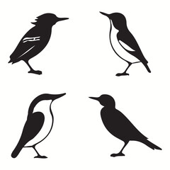 Bandicoot silhouettes and icons. Black flat color simple elegant Bandicoot animal vector and illustration.	