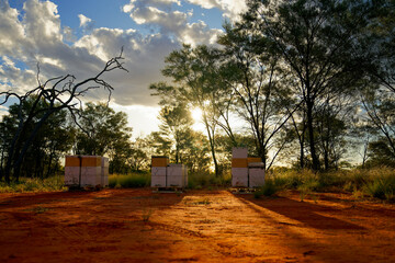 Beekeeping or apiculture, care of the bees, working hand on honey, apiary (also bee yard) with beehives and working beekeepers in australian outback, honey bee on the honeycomb or flying home - 631885052