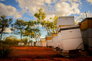 Beekeeping or apiculture, care of the bees, working hand on honey, apiary (also bee yard) with beehives and working beekeepers in australian outback, honey bee on the honeycomb or flying home - 631885090