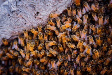 Beekeeping or apiculture, care of the bees, working hand on honey, apiary (also bee yard) with...