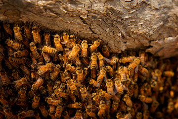 Beekeeping or apiculture, care of the bees, working hand on honey, apiary (also bee yard) with beehives and working beekeepers in australian outback, honey bee on the honeycomb or flying home