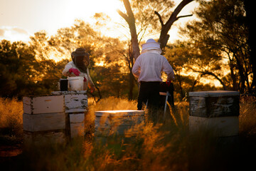 Beekeeping or apiculture, care of the bees, working hand on honey, apiary (also bee yard) with...