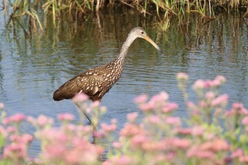 Limpkin Wading near Pink Blossoms Circle B Bar Reserve Lakeland FL